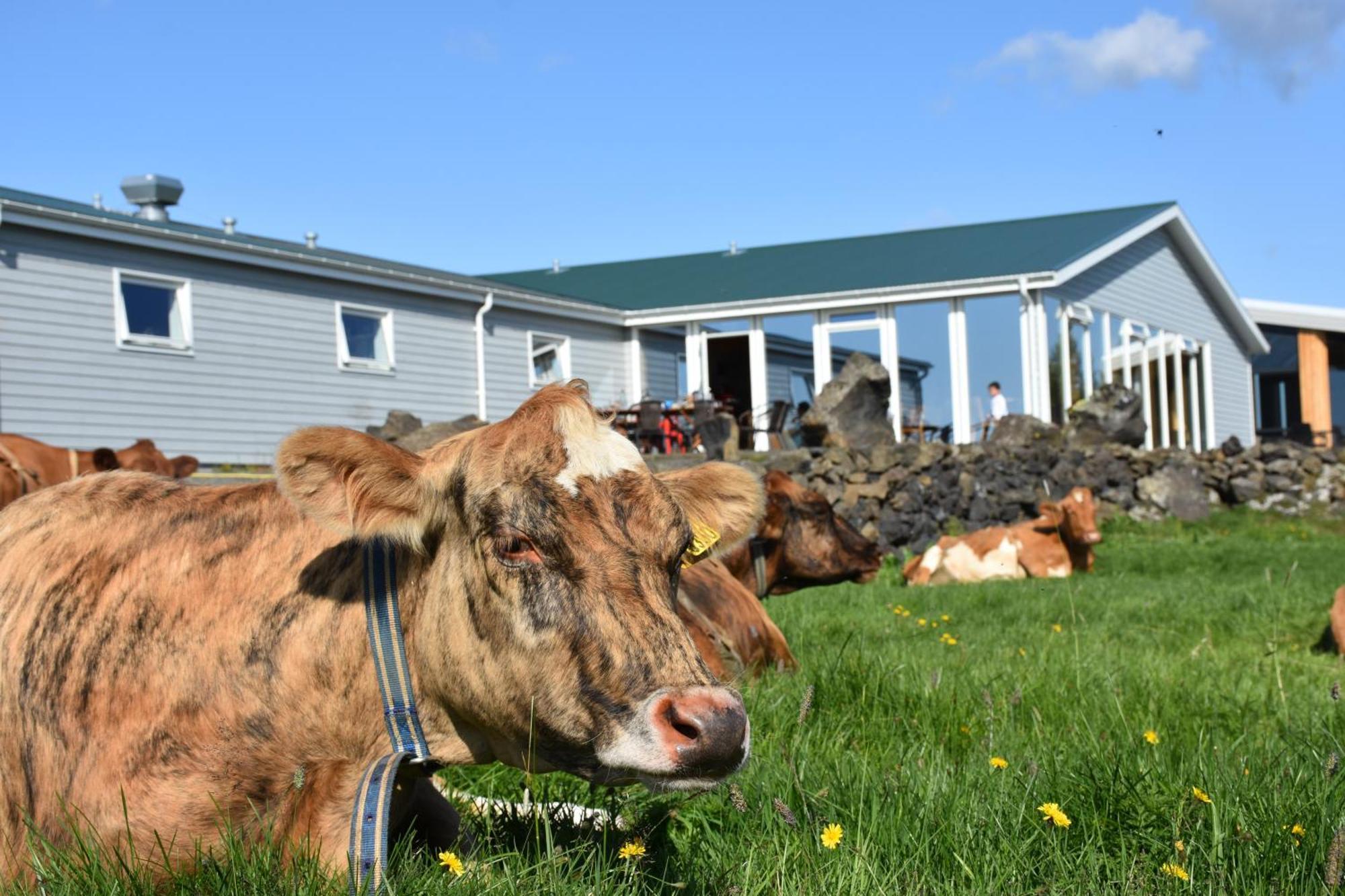 Vogafjós Farm Resort Myvatn Kültér fotó