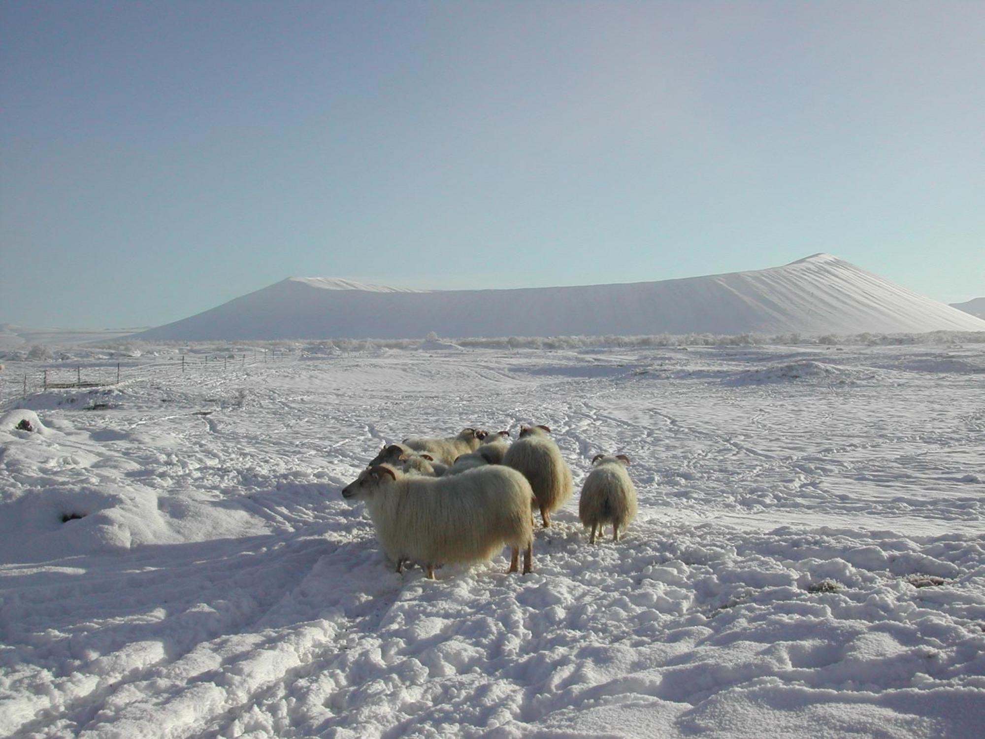 Vogafjós Farm Resort Myvatn Kültér fotó