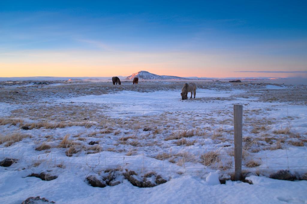 Vogafjós Farm Resort Myvatn Kültér fotó